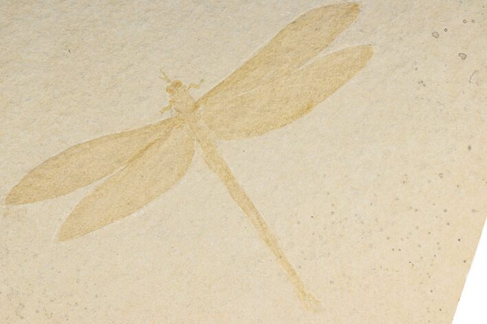 Fossil Dragonfly (Cymatophlebia?) - Solnhofen Limestone #190189